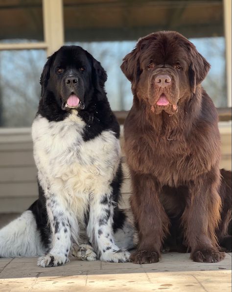 Landseer Newfoundland and brown Newfoundland sitting next to each other outside Newfoundland Dog Colors, Grey Newfoundland Dog, Sneep Snorp, Brown Newfoundland Dog, Landseer Dog, Newfoundland Puppies, Newfoundland Dogs, Big Dog Breeds, Healthcare Plan