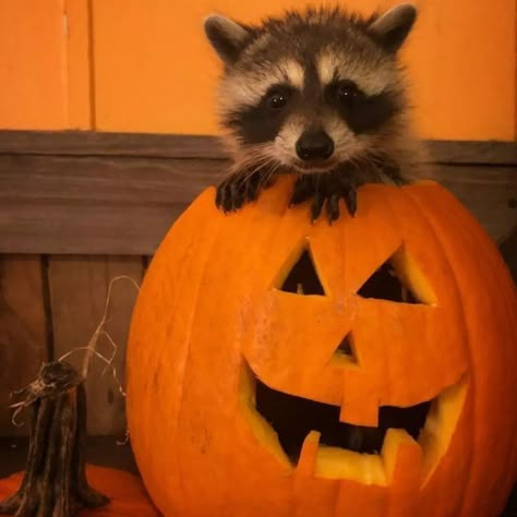 Halloween Raccoon Pfp, Halloween Raccoon, Raccoon Halloween, Pet Raccoon, Cute Raccoon, Raccoon Funny, Trash Panda, Super Cute Animals, Silly Animals