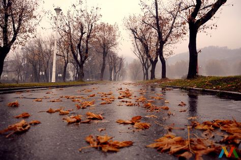 Atmospheric foggy autumn day... Foggy Autumn Aesthetic, Foggy Autumn, Rainy Mood, October Country, Foggy Day, Fall Mood Board, Autumn Rain, Snow Fall, Autumn Magic