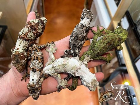 Gecko Habitat, Reptile Room, Reptile Habitat, Cute Reptiles, Crested Gecko, Lovely Creatures, Reptiles Pet, Cute Wild Animals, Reptiles And Amphibians