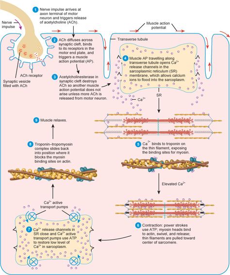 Summary of the events of contraction and relaxation in a skeletal muscle fiber Nerve Impulse, Muscular System Anatomy, Neuromuscular Junction, Muscle Fiber, Biochemistry Notes, Nursing School Essential, Basic Anatomy And Physiology, Nurse Study Notes, Medical Student Study