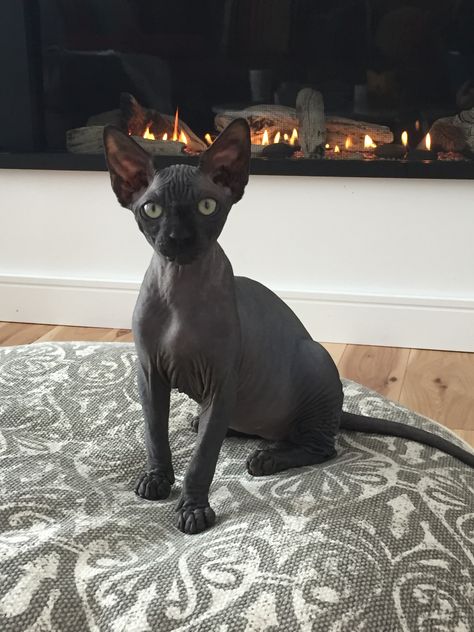 Chat Sphynx, Hairless Cats, Sphynx Cats, Sphinx Cat, Dream's Cat, Silly Cats Pictures, Hairless Cat, Sphynx Cat, Cat Person