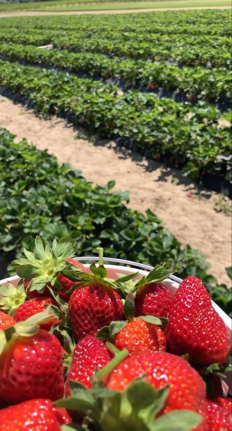 Stroberi Aesthetic, Agriculture Pictures, Strawberry Field, Strawberry Farm, Earthy Wedding, Berry Picking, Strawberry Picking, Farm Lifestyle, Baguio