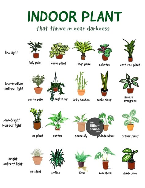 Things We Get From Plants Chart, Plant Identification Chart, House Plant Guide, Plant Schedule, Pretty House Plants, Best House Plants, Low Light House Plants, Plant Notes, Easy House Plants