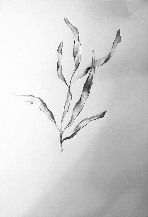 Sea Plant Tattoo, Sea Grass Tattoo, Sea Kelp Tattoo, Seaweed Tattoo Design, Algae Tattoo, Dainty Doodles, Seaweed Drawing, Seaweed Tattoo, Ocean Sleeve Tattoos