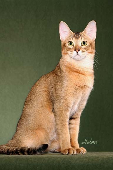 Chausie Cat, Large Mobile, Cat Poses, Domestic Cat Breeds, Cat Obsession, Rare Cats, Jungle Cat, Cat Reference, Pet Pet