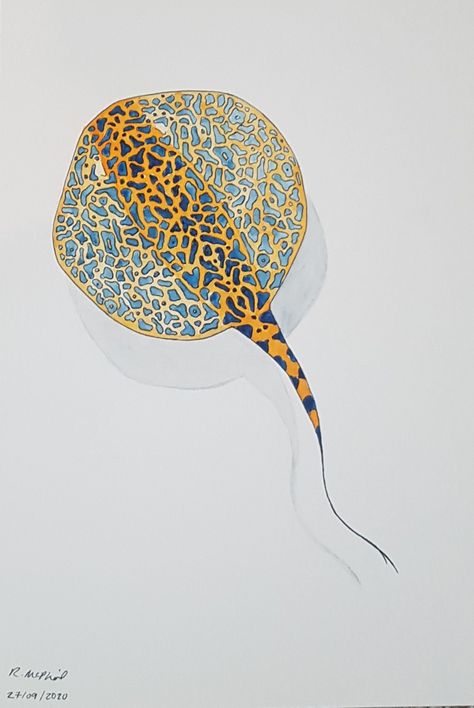 Leopard Stingray, Spotted Ray, Blue Leopard, Insect Jewelry, Marine Animals, Stingray, Animal Art, Art Ideas, Art Projects