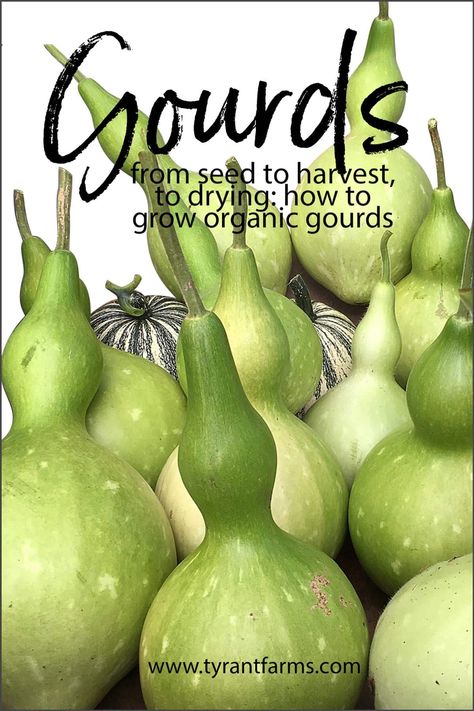 Want to know how to grow bottle gourds (Lagenaria siceraria) organically? From seed to harvesting to drying, we'll show you how.#tyrantfarms #growyourown #growinggourds #bottlegourds #birdhousegourds #organicgardening How To Dry Gourds Fast, Bottle Gourd Crafts, Growing Gourds From Seeds, Growing Gourds, Bottle Gourd, How To Dry Gourds, Organic Insecticide, Ant Farms, Organic Pesticide