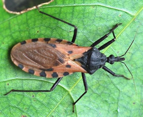 Why You Don't Need to Worry About Kissing Bugs Kissing Bug, Romantic Scenes Relationships, Types Of Kisses, Best Healthy Dinner Recipes, Poison Dart, Types Of Insects, Dart Frog, List Of Animals, Bug Bites