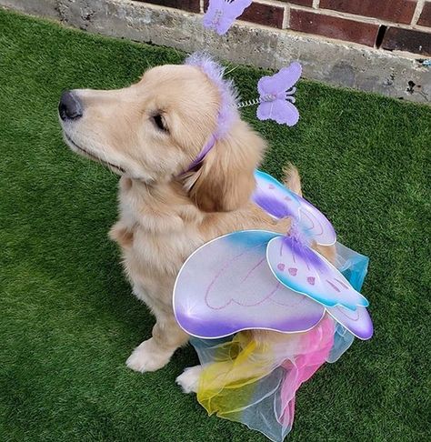 Dog Costumes Golden Retriever, Golden Retriever Puppy Halloween Costume, Golden Retriever Outfits, Golden Retriever Costume Halloween, Dog Halloween Costumes For 2 Dogs, Dogs Halloween Costumes, Golden Retriever Halloween Costume, Golden Retriever Costume, Puppy Halloween Costumes