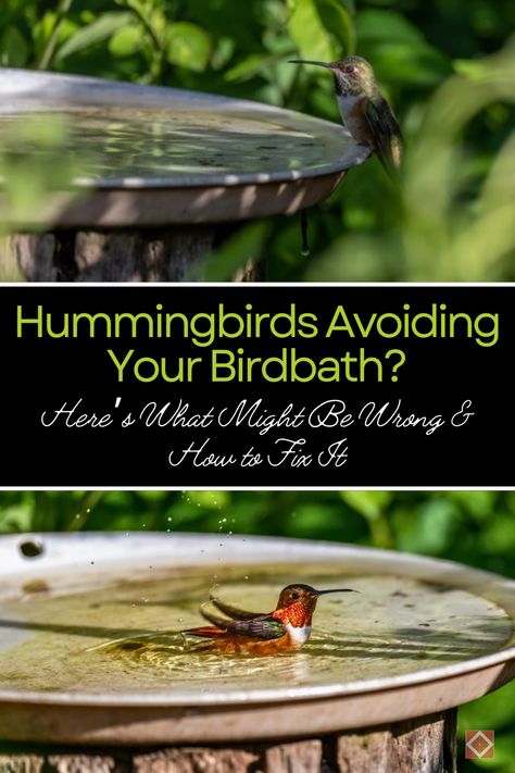 Wondering why hummingbirds aren’t using your birdbath? 🐦 Discover the common reasons behind their avoidance and get expert tips on how to fix it. Make your garden a hummingbird-friendly oasis! Hummingbird Bird Bath, Hummingbird Fountain, Attracting Hummingbirds, Hairless Dog, Manchester Terrier, Fountain Design, Small Fountains, Bird Baths, Moving Water