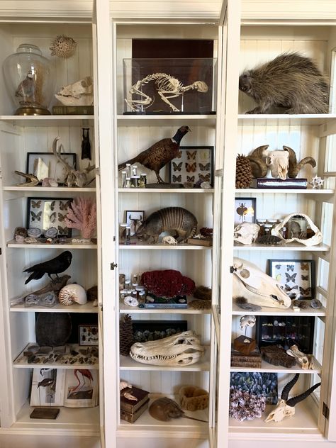 Oddities Collection Display, Oddities Bookshelf, Cabin Of Curiosities, Natural History Museum Decor, Large Shell Display Ideas, Taxidermy Home Decor, Wall Of Curiosities, Cabinets Of Curiosities, Receiving Room Ideas