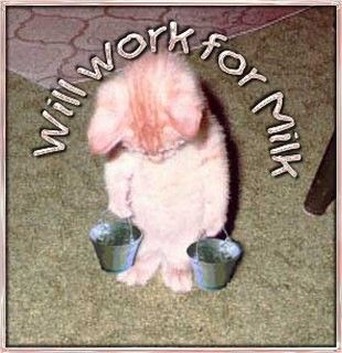 Will work for milk Funny Cat Photos, Kitten Pictures, Cat Quotes, Crazy Cat Lady, Cat Photo, Crazy Cats, Kittens Cutest, Cute Puppies, Animal Pictures