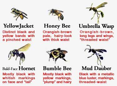 Bee Identification, Different Types Of Bees, Remedies For Bee Stings, Sweat Bees, Types Of Bees, Bee Images, Carpenter Bee, Bees And Wasps, Bee Sting