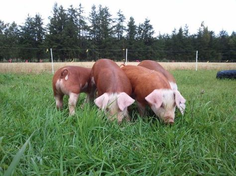 Hereford Pigs, Tiny Pigs, Pig Breeds, Pot Belly Pigs, Teacup Pigs, Pig Pictures, Showing Livestock, Mini Pigs, Pig Farming