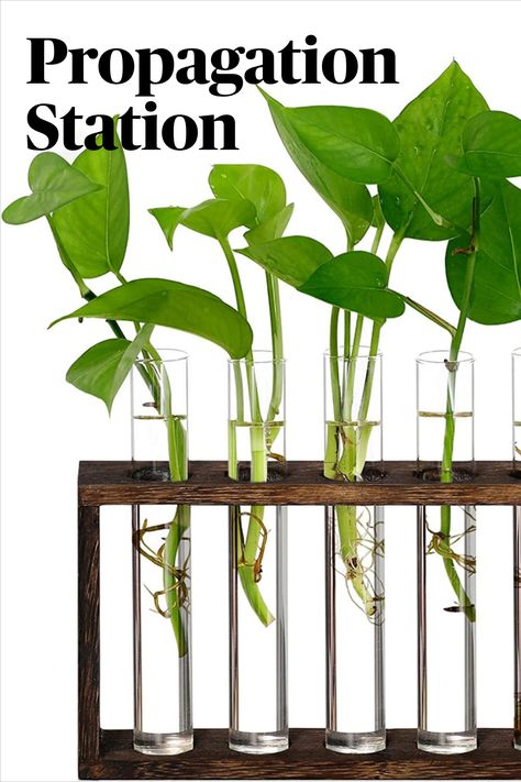 The vintage wooden frame with 5 test tubes adds a modern and classy touch to your home, beautifying and purifying your space. It creates a fresh atmosphere, making your room feel relaxed and elegant. This versatile piece functions as a living painting, offering a unique and simple design while also serving as a plant desktop holder for displaying fresh flowers, hydroponics plants, cuttings, and rooting. Whether wall-mounted or placed on a desktop, it provides various ways to showcase its charm. Tabletop Terrarium, Hanging Glass Planters, Wall Terrarium, Test Tube Vase, Hanging Terrarium, Propagation Station, Support Pour Plante, Bulb Vase, Wooden Plant Stands