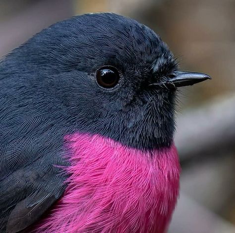 Robin Photography, Pink Robin, Robin Photos, Loose Watercolor Paintings, Australian Photographers, Most Beautiful Birds, Rare Birds, Bird Pictures, Pretty Birds