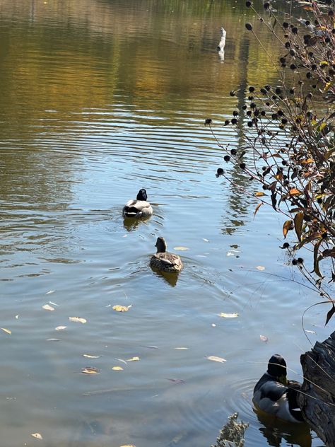 #ducks
#park
#pond
#cute
#swimming Duck In Pond, Ducks In Pond, Ducks In A Pond, Cute Ducks, A Pond, Beautiful Flower Arrangements, Bald Eagle, Ducks, Beautiful Flowers