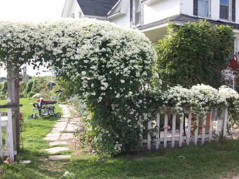 Silver Lace Vine, Clematis Care, Clematis Trellis, Sweet Autumn Clematis, Garden Gate Design, Country Cottage Garden, Autumn Clematis, Clematis Flower, Garden Journal