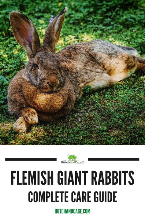 Bunny Coop, Giant Rabbit Breeds, Rabbit Keeping, Flemish Rabbit, Rabbit Tips, Giant Rabbits, Farming Animals, Large Rabbit Hutch, Rabbit Information