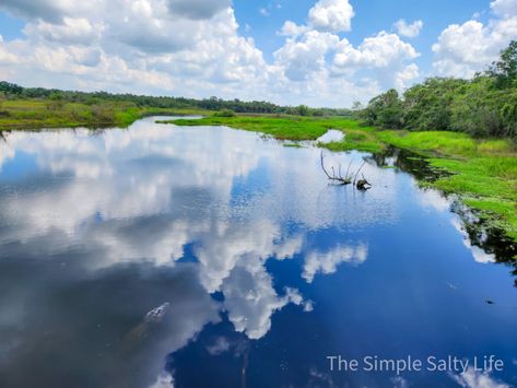 Experience one of Florida’s oldest and largest state parks! Myakka State Park sits just outside of Sarasota near Florida’s gulf coast, tucked along the 72-mile-long Myakka River. This prime location offers visitors an opportunity to experience nature at its finest thanks to a diverse expanse of unspoiled land. Designated as one of Florida’s first state […] The post 11 Things to Do in Myakka River State Park appeared first on The Simple Salty Life. Myakka River State Park, Venice Travel, Sarasota Florida, Pier Fishing, Road Trip Itinerary, Florida Vacation, Boat Tours, Gulf Coast, Family Adventure