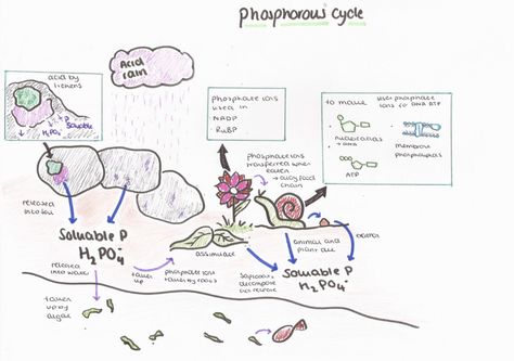 Phosphorus Cycle, Biology Notes, Biology, Makeup, Instagram, Make Up