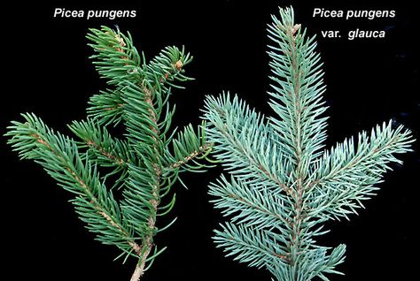 Picea pungens and Picea pungens var. glauca Picea Pungens, Landscape Plants, Landscaping Plants, Plant Leaves, Plants, Nature