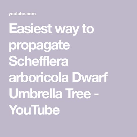 Easiest way to propagate Schefflera arboricola Dwarf Umbrella Tree - YouTube Umbrella Plant, Umbrella Tree, Umbrella, The Creator, Feelings