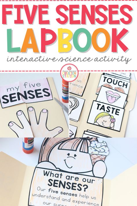 Your students will love reviewing their five senses with this interactive lapbook! Learners can practice sorting pictures into correct categories as well as learning appropriate vocabulary words. Five Senses Kindergarten, 5 Senses Activities, Activity For Kindergarten, My Five Senses, Lap Books, Unit Studies Homeschool, 1st Grade Activities, Senses Activities, Lap Book