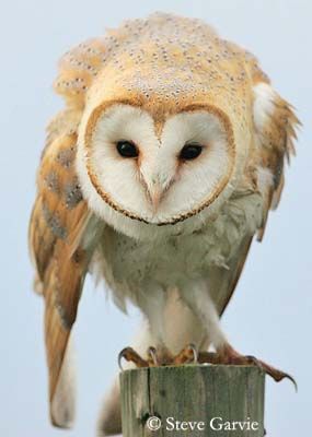 Owl Aesthetic, Owl Wings, Barn Owls, Owl Photos, Owl Pictures, Chicken Breeds, Pretty Animals, Owl Bird, Snowy Owl