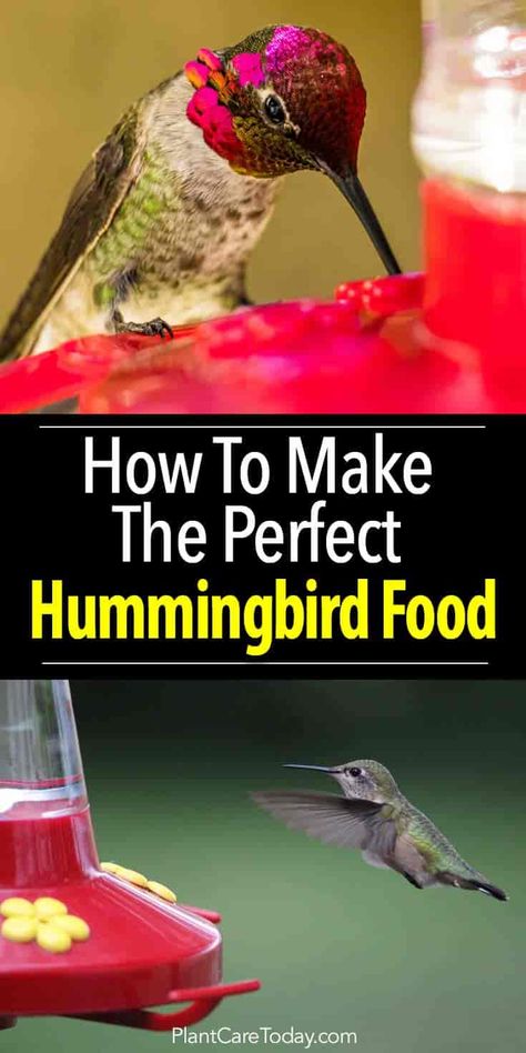 How To Make Hummingbird Food - A Perfect Recipe Make Hummingbird Food, Homestead Hacks, Homemade Hummingbird Food, Homesteading Inspiration, Hummingbird Nectar Recipe, Hummingbird Food, Hummingbird Nectar, Hummingbird Plants, Tiny Creatures