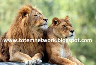 TOTEM Network: Sibanda Totem Lion Story, Lion Couple, Deadly Animals, Brookfield Zoo, Female Lion, Zoological Garden, Lion And Lioness, Male Lion, Dangerous Animals