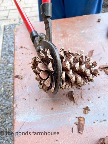 Cut pinecone core to craft a DIY wreath that looks like sunflowers Pinecone Topiary Diy, Pinecone Diy Crafts, Pine Cone Candy Cane Wreath, Acorn Caps Crafts, Pine Cone Art Pinecone Decor, Magnolia Cones Crafts, Corn Stocks Decoration, Diy Pinecone Tree, Sugar Pine Cone Crafts