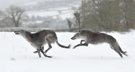 deerhounds Tatoo Dog, Scottish Deerhound, Animal Study, Irish Wolfhound, Pretty Animals, Dog Runs, Jolie Photo, Whippet, Animal Photo