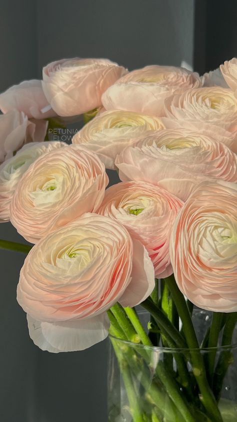 Ranunculus Flowers, Boquette Flowers, Nothing But Flowers, Flower Therapy, Beautiful Bouquet Of Flowers, Beautiful Flower Arrangements, Luxury Flowers, Pretty Plants, Beautiful Flowers Pictures