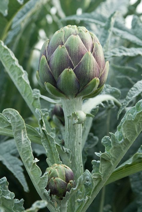 Artichoke Still Life Photography, Artichoke Plant, Globe Artichoke, Artichoke Flower, Life In Paradise, Cottage Garden Plants, Garden Veggies, Veg Garden, Art Painting Gallery