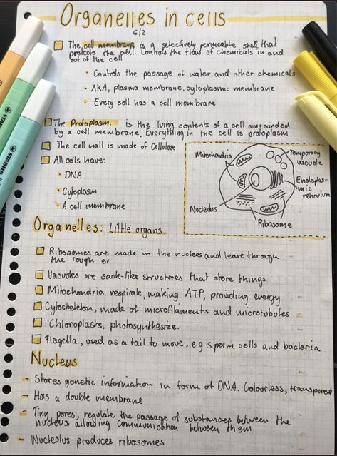 A brief overview of the function of some organelles in cells. #HSC #study #studytok #Biology #cells #science #organelles #mitochondria Biology Cell Organelles Notes, Cell Organelles Notes Aesthetic, Mitochondria Notes, Cell Organelles Notes, Organelles Notes, Cell Notes, Cells Science, Cell Biology Notes, Learn Biology