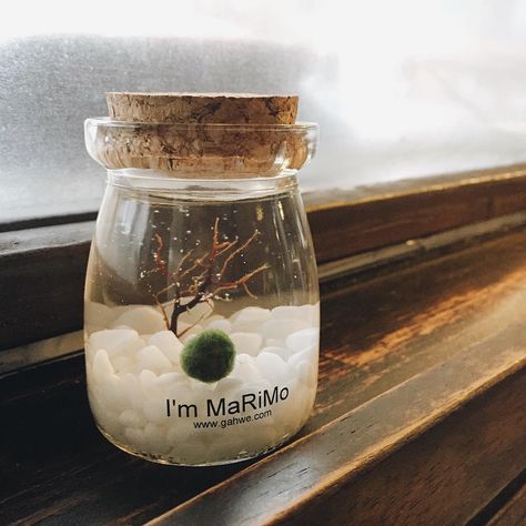 Marimo Moss Ball Terrarium Ideas, Indomie Art, Marimo Aquarium, Inside House Plants, Marimo Moss Ball Terrarium, Marimo Terrarium, Japanese Moss Balls, Low Maintenance Pets, Marimo Moss