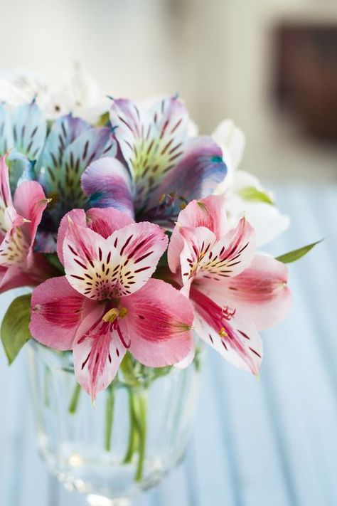 Dentro de la clasificación por forma Alstroemeria es una flor Multidireccional. (debe colocarse en el Medio del Diseño) Alstroemeria Flower, Peruvian Lilies, Most Popular Flowers, Popular Flowers, Flower Meanings, Hardy Perennials, Romantic Flowers, Flower Pictures, Love Flowers