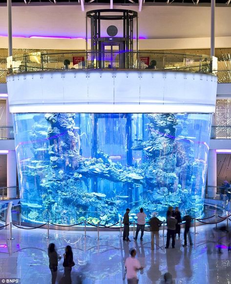 World's biggest cone-shaped fish tank in Casablanca's Morocco Mall. Big Fish Tanks, Morocco Mall, Big Aquarium, Amazing Aquariums, Cool Fish Tanks, Saltwater Fish Tanks, Aquarium Terrarium, Glass Aquarium, Salt Water Fish