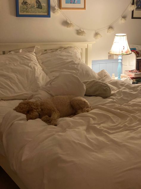 #dog #dogsofinstagram #doglovers #cute #aesthetic #room #roomdecoration #cozy Dogs On Bed Aesthetic, Dog In Room Aesthetic, Dog On Bed Aesthetic, Dogs In Bedroom, Dog Sleeping Aesthetic, Dog Room Aesthetic, Dog In Apartment, Dog Bed Aesthetic, Puppy Hacks