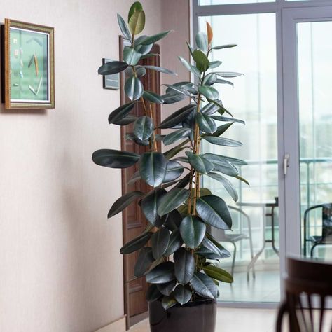 Rubber Plant Tree, East Facing Window, Rubber Plant Care, Houseplant Trellis, Indoor Palm Trees, Rubber Tree Plant, Fig Plant, Indoor Tree, Ficus Elastica