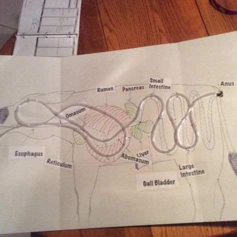 4-H Steer Project 2014-2105: Demonstration Time: The Ruminant Digestive System!... Cattle Digestive System, 4h Beef Project Ideas, 4 H Demonstration Ideas For Kids, Vet Science 4h Project, 4h Demonstration Ideas, Ruminant Digestive System, Cow Digestive System, Digestion Activities, Animal Science Projects