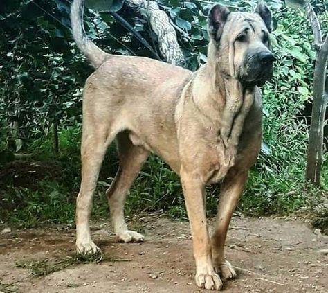 Sarabi Dog aka the Persian Mastiff Country of origin - Iran Livestock guardian/guardian breed Photos credit - The best dog breeds for guards and shepherd sheep and hunting Persian Mastiff, Sarabi Dog, Human Oc, Livestock Guardian, Shelter Dog, Big Boi, Spiritual Love, Purebred Dogs, Best Dog Breeds