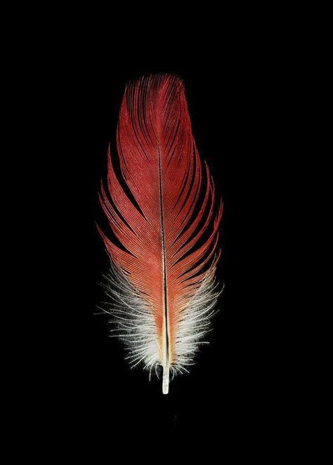 Feather Portrait, Vintage Nature Photography, Parrot Feather, Feather Photography, Neutral Wall Decor, Feather Art, Contemporary Abstract Art, Fine Art Photography Print, Bird Feathers