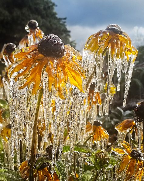 Black Eyed Susans, Black Eyed Susan, Black Eyed, Nature Aesthetic, Amazing Nature, Nature Photos, Mother Earth, Nature Beauty, Pretty Flowers