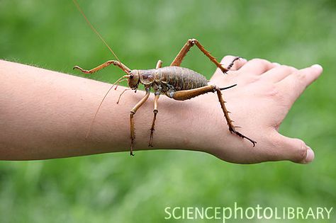 Giant weta, New Zealand Weta Insect, New Zealand Flora, Nz Birds, Bugs Preschool, Mini Beasts, New Zealand Trip, Small Creatures, Worlds Finest, Beautiful Bugs