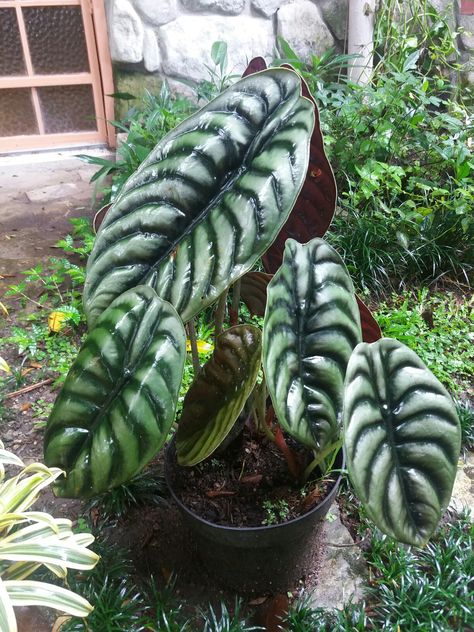 Alocasia Cuprea Alacosia Plant, Alocasia Cuprea, Alocasia Plant, Purple Plants, Plant Wishlist, Indoor Gardens, Plant Decor Indoor, Unusual Plants, Interior Plants