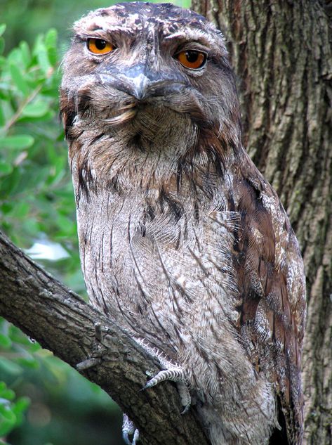 Tawny Frogmouth Owl stock photo. Image of frogmouth, bird - 296580 Sage Grouse, Nocturnal Birds, Amazing Birds, Owl Photos, Beautiful Owl, Unusual Animals, Australian Birds, Australian Animals, Weird Creatures