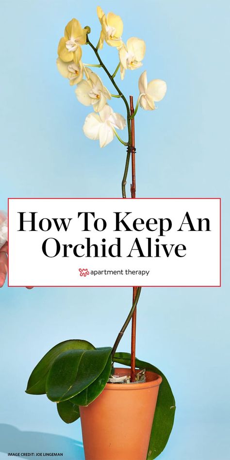 Here's how to keep your orchid alive for longer than a week. #orchid #orchidbloom #orchidcare #orchidtips #houseplants #indoorplants #plantcare #planttips Front Porch Plants, Garden Front Of House, Indoor Orchids, Orchid Plant Care, Orchid Plant, Growing Orchids, Orchids Garden, Inside Plants, Orchid Care